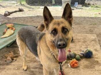 Mixed Breed Dogs Available for Adoption in Georgetown, Texas - Remi | PetCurious