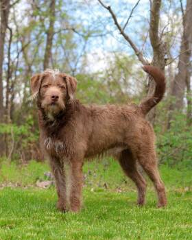 Wirehaired Pointing Griffon Dogs Available for Adoption in Bridgeport, Connecticut - YOSEMITE SAM (0518) | PetCurious