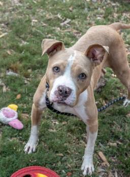 Rescue Mixed Breed Dogs for Adoption in Chamblee, Georgia - Moxie- IN FOSTER | PetCurious