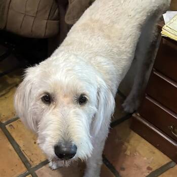 Hank - Courtesy Post -  Standard Poodle and Labrador Retriever Dog for Adoption in Gulfport, Mississippi - Hank - Courtesy Post | PetCurious