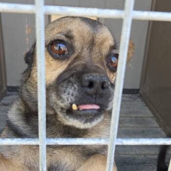 Murphy -  Pug Dog for Adoption in Redwood Valley, California - Murphy | PetCurious