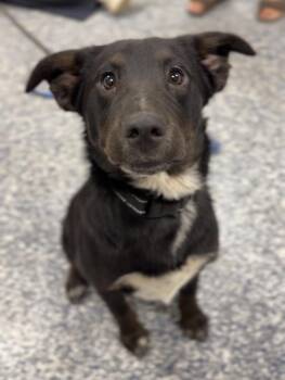 Jeanette -  Australian Shepherd and Irish Wolfhound Dog for Adoption in Bemidji, Minnesota - Jeanette | PetCurious