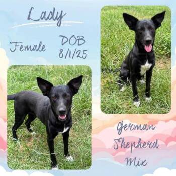 Lady -  German Shepherd Dog Dog for Adoption in Caldwell, Texas - Lady | PetCurious