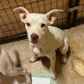 Pit Bull Terrier and Labrador Retriever Dogs Available for Adoption in San Saba, Texas - Louie | PetCurious