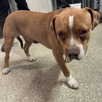 IVHS-Stray-140118 -  Pit Bull Terrier Dog for Adoption in San Gabriel, California - IVHS-Stray-140118 | PetCurious