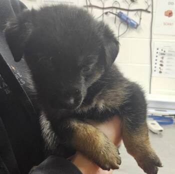 German Shepherd Dog and Labrador Retriever Dogs Available for Adoption in Pocatello, Idaho - Murphy 45876 | PetCurious