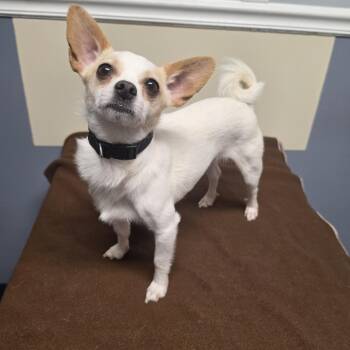 Chihuahua Dogs Available for Adoption in Lacona, New York - Bo | PetCurious