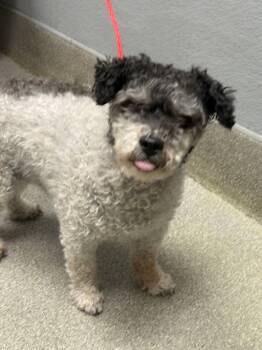 Rescue Poodle and Mixed Breed Dogs for Adoption in Las Vegas, Nevada - GIZMO | PetCurious