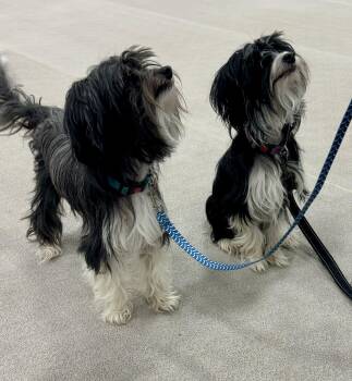 Chinese Crested Dog Dogs Available for Adoption - Lily Rose And Dozer | PetCurious