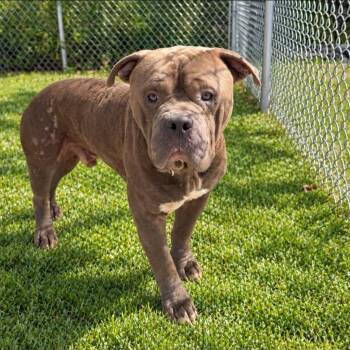 Grayson -  Mixed Breed Dog for Adoption in Warren, Ohio - Grayson | PetCurious