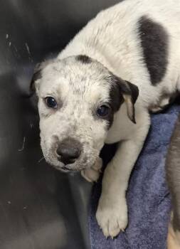 Ollie - URGENT -  Australian Cattle Dog Blue Heeler Dog for Adoption in Thousand Oaks, California - Ollie - URGENT | PetCurious