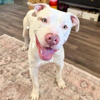 Zumi Cutie Too Sweet To be True -  Pit Bull Terrier Dog for Adoption in Friendswood, Texas - Zumi Cutie Too Sweet To Be True | PetCurious