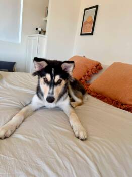 Mochi -  Husky Dog for Adoption in South Pasadena, California - Mochi | PetCurious