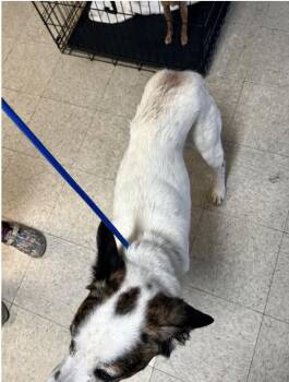 Husky Dogs Available for Adoption in Lewistown, Pennsylvania - Castle | PetCurious