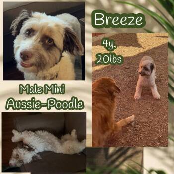 Breeze -  Australian Shepherd and Poodle Dog for Adoption in Dallas, Texas - Breeze | PetCurious