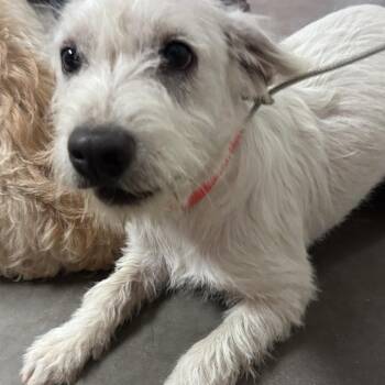 Starlord -  Terrier and Mixed Breed Dog for Adoption in Yuma, Arizona - Starlord | PetCurious