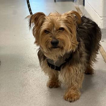 Bailey -  Yorkshire Terrier Dog for Adoption in Hampton Bays, New York - Bailey | PetCurious