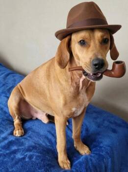 Skippy -  Redbone Coonhound and Vizsla Dog for Adoption in Oakman, Alabama - Skippy | PetCurious