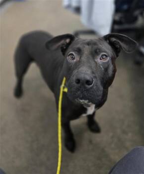 LIBERTY -  Mixed Breed Dog for Adoption in Dallas, Texas - LIBERTY | PetCurious