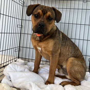 Mixed Breed and English Bulldog Dogs Available for Adoption - River | PetCurious