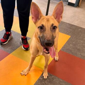 Kodiak -  Mixed Breed Dog for Adoption in Philadelphia, Pennsylvania - Kodiak | PetCurious
