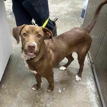 Angela -  Chocolate Labrador Retriever Dog for Adoption in Clanton, Alabama - Angela | PetCurious