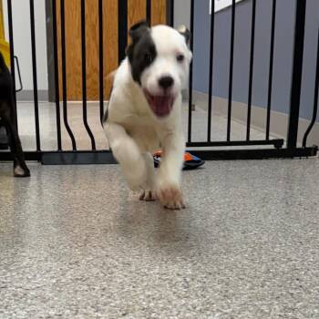 Cinch -  Australian Shepherd and Mixed Breed Dog for Adoption in Detroit Lakes, Minnesota - Cinch | PetCurious