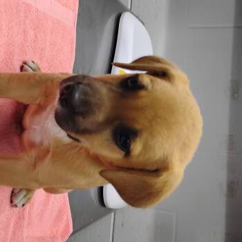 Rescue Mixed Breed Dogs for Adoption in Summerville, South Carolina - Boba | PetCurious