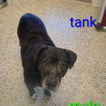 Rescue Mixed Breed Dogs for Adoption in Loxahatchee Groves, Florida - Tanker 8192 | PetCurious