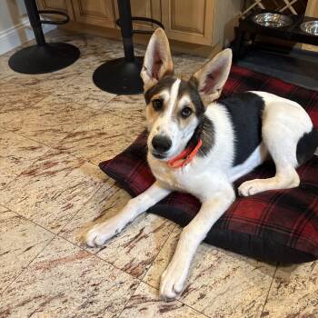 Rescue German Shepherd Dog and Border Collie Dogs for Adoption in Chatham, New Jersey - Daniel | PetCurious