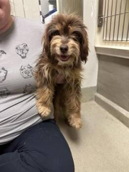 Shih Tzu and Mixed Breed Dogs Available for Adoption in King William, Virginia - Chewbacca | PetCurious