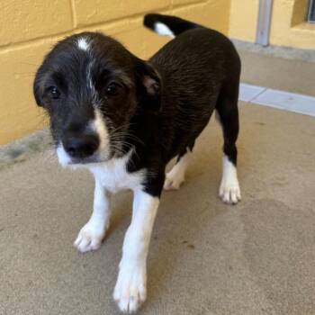 Pennsylvania -  Hound and Mixed Breed Dog for Adoption in West Palm Beach, Florida - Pennsylvania | PetCurious