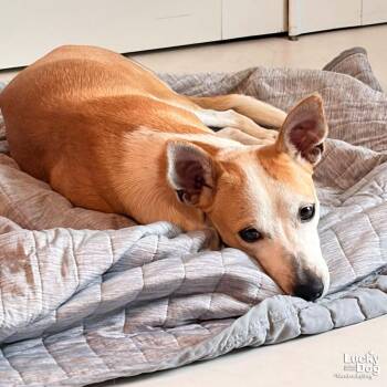 Tome -  Chihuahua Dog for Adoption in Washington, District Of Columbia - Tome | PetCurious