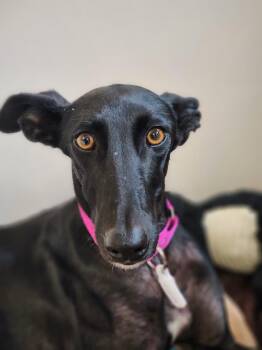 Galgo Spanish Greyhound Dogs Available for Adoption in Sterling Heights, Michigan - Ligera | PetCurious