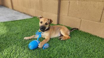 Mixed Breed Dogs Available for Adoption - Roo | PetCurious