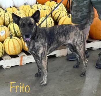 Rescue Mixed Breed Dogs for Adoption in Cairo, Georgia - Frito | PetCurious