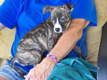 Nori -  Mixed Breed Dog for Adoption in Madison, Wisconsin - Nori | PetCurious