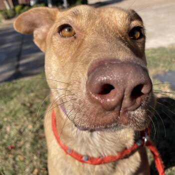 Izzy -  Labrador Retriever Dog for Adoption in Pearland, Texas - Izzy | PetCurious