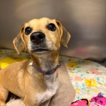 Dolly -  Dachshund and Chihuahua Dog for Adoption - Dolly | PetCurious