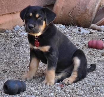 Golden Retriever and Australian Shepherd Dogs Available for Adoption in Oracle, Arizona - Anika | PetCurious