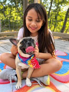 Potato Smiles for Miles -  Chihuahua and Pug Dog for Adoption in Friendswood, Texas - Potato Smiles For Miles | PetCurious