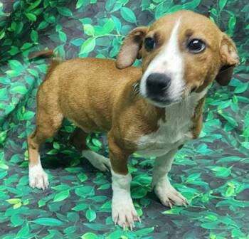 Timmy -  Terrier and Mixed Breed Dog for Adoption in Elmira, New York - Timmy | PetCurious