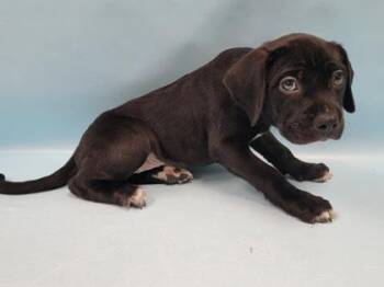 Jordan -  Labrador Retriever and Mixed Breed Dog for Adoption in Minneapolis, Minnesota - Jordan | PetCurious