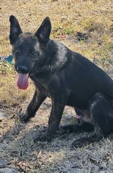 Rescue German Shepherd Dog Dogs for Adoption in Williston, Vermont - Bowie | PetCurious