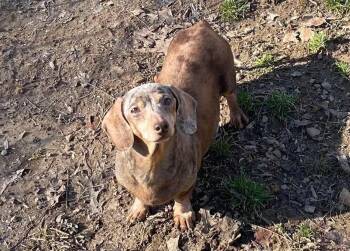 Rescue Mixed Breed Dogs for Adoption in Watertown, Wisconsin - Joan | PetCurious