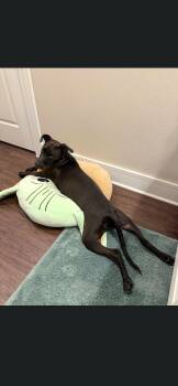 Dixie -  Black Labrador Retriever Dog for Adoption in Plano, Texas - Dixie | PetCurious