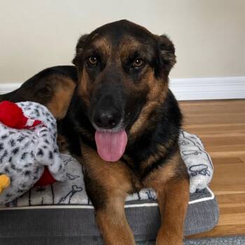 German Shepherd Dog Dogs Available for Adoption - Jack | PetCurious