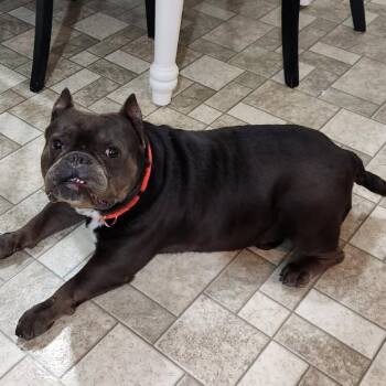 Titus (formerly Supreme) -  French Bulldog and American Bulldog Dog for Adoption in Festus, Missouri - Titus (formerly Supreme) | PetCurious