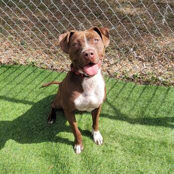 Rescue Pit Bull Terrier Dogs for Adoption in Lake Panasoffkee, Florida - Nora | PetCurious