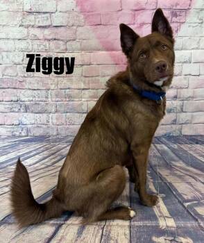 Australian Shepherd Dogs Available for Adoption in Quincy, Michigan - Ziggy | PetCurious